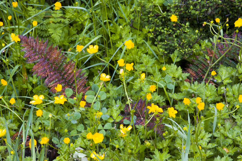 Wildflowers And Fallen Fern Leaf